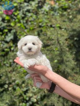 Satılık Maltese Terrier Her İle Gönderim Mevcut