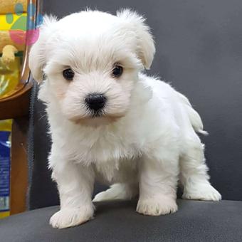 İstanbul&#8217;da Satılık Beyaz Maltese Terrier Yavrularımız