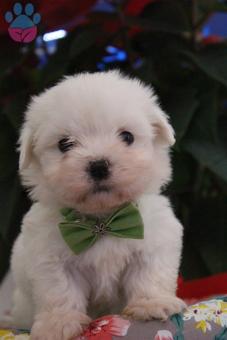 süper kalite 0 numara maltese terrier