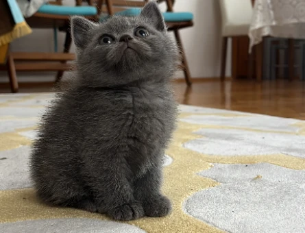 Minik British Shorthair Bebekler - 10004