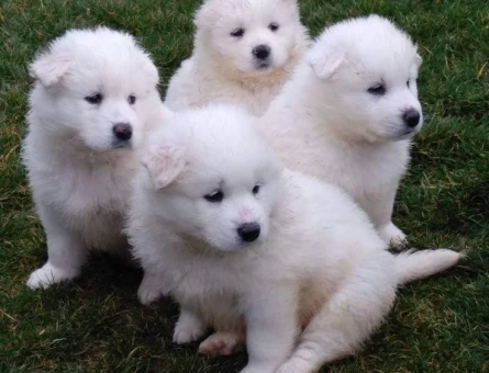 SAMOYED YAVRULARIMIZ - 10030