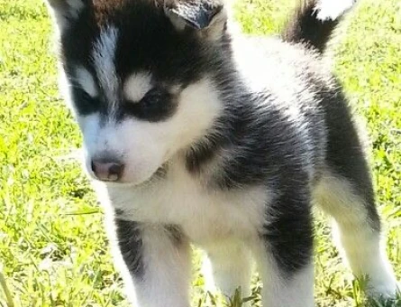 HUSKY YAVRULARIMIZ - 10035