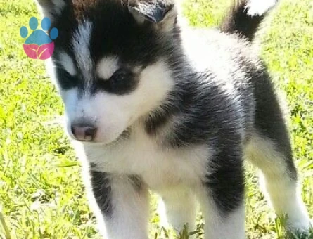 HUSKY YAVRULARIMIZ - 10035
