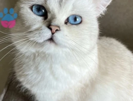 Safkan British shorthair kızımıza sıcak bir yuva arıyoruz - 10056