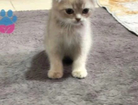 British Shorthair 2,5 Aylık - 10059