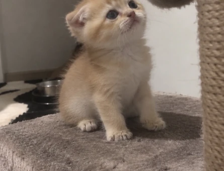 Scottish fold - 10060