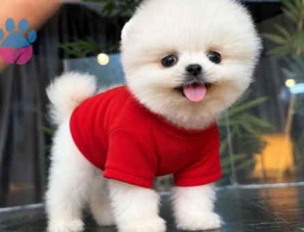 POMERANIAN ÜRETİM ÇİFTLİĞİNDEN - 10063