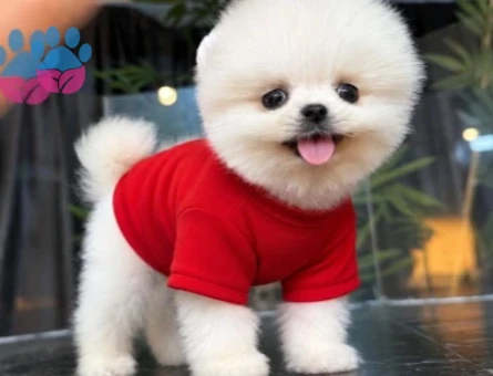 POMERANIAN ÜRETİM ÇİFTLİĞİNDEN - 10063