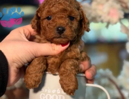 POODLE ÇİFTLIGINDEN - 10065