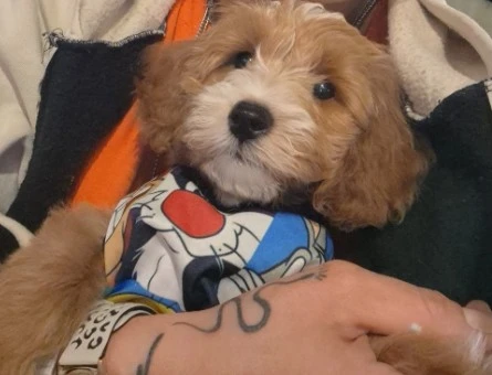 3 aylık erkek maltipoo - 10082