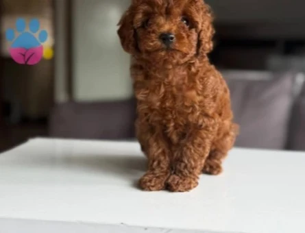 Safkan poodle yavruları - 10091