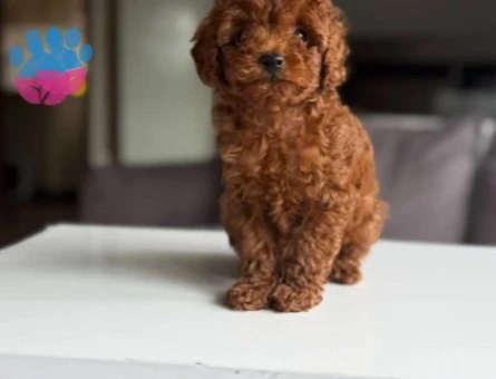 Safkan poodle yavruları - 10091