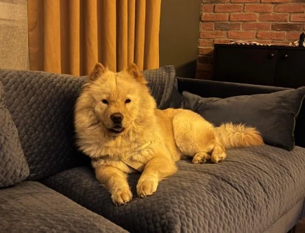 4 YAŞINDA KISIR CHOW CHOW - 10092