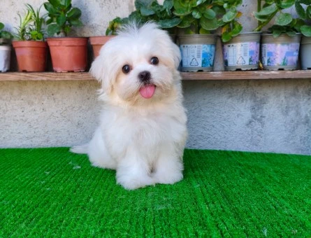 Erkek Kore Maltese "yanlızca Adana içi" - 10098