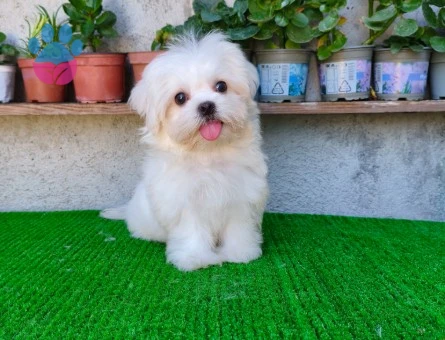 Erkek Kore Maltese "yanlızca Adana içi" - 10098