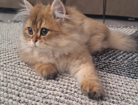 British Longhair Golden black - 10124