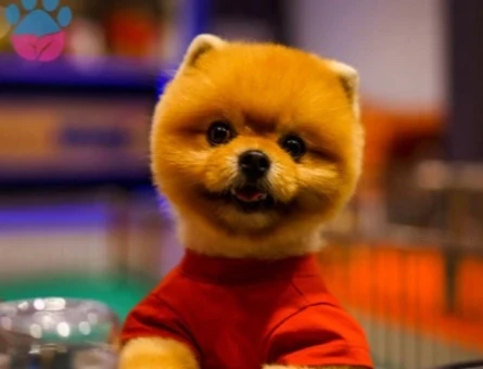 POMERANIAN ÜRETİM ÇİFTLİĞİNDEN - 10125