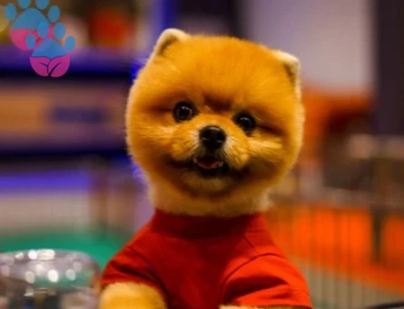 POMERANIAN ÜRETİM ÇİFTLİĞİNDEN - 10125