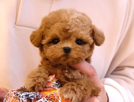 SUPER STAR TOY POODLE YAVRULARIM - 10136