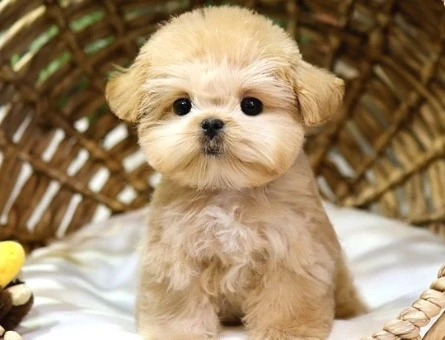 TOY POODLE YAVRULARIM Kore - 10137