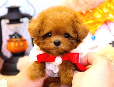 TOY POODLE YAVRULARIM Kore - 10138