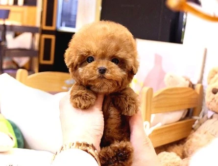 EN GÜZEL TOY POODLE Kore - 10139