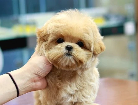 GERCEK TOY POODLE BEBEKLERİM - 10140