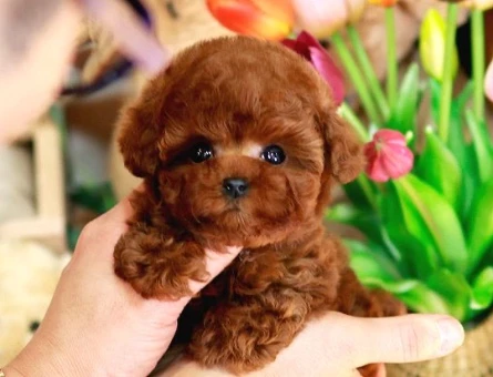 GERCEK TOY POODLE BEBEKLERİM - 10141