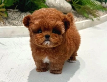TOY POODLE YAVRULARIM - 10146