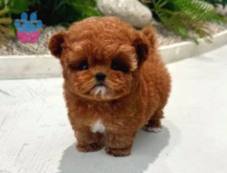 TOY POODLE YAVRULARIM - 10146