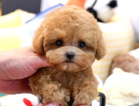 TOY POODLE YAVRULARIM - 10147