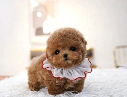 TOY POODLE YAVRULARIM - 10149