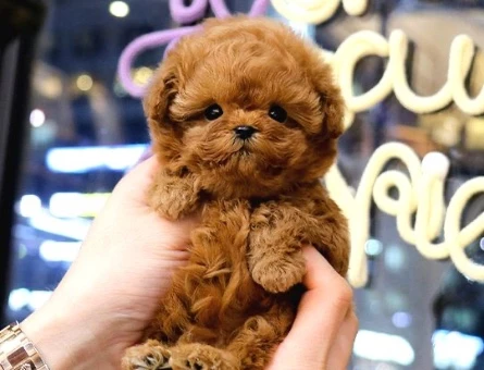 KORE POODLE BEBEKLERİM - 10152