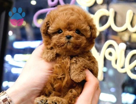KORE POODLE BEBEKLERİM - 10152