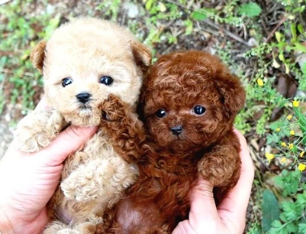 TOY POODLE YAVRULARIM - 10153