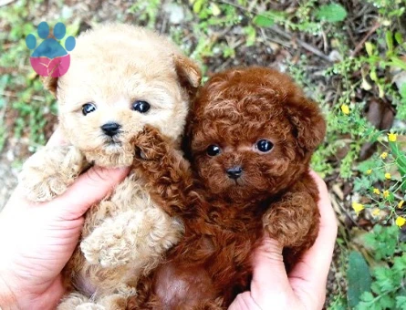 TOY POODLE YAVRULARIM - 10153