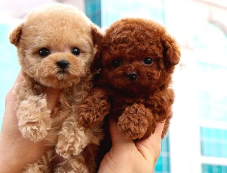 GERCEK TOY POODLE BEBEKLERİM - 10154