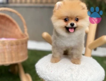 POMERANIAN ÜRETİM ÇİFTLİĞİNDEN - 10166