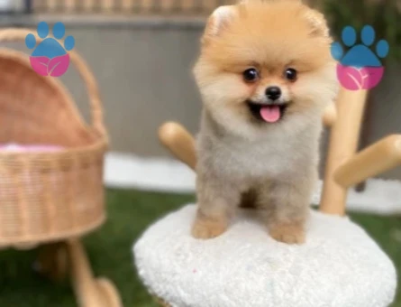 POMERANIAN ÜRETİM ÇİFTLİĞİNDEN - 10166