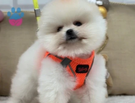 POMERANIAN ÜRETİM ÇİFTLİĞİNDEN - 10173