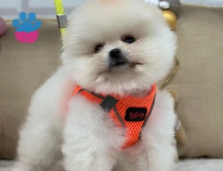 POMERANIAN ÜRETİM ÇİFTLİĞİNDEN - 10173