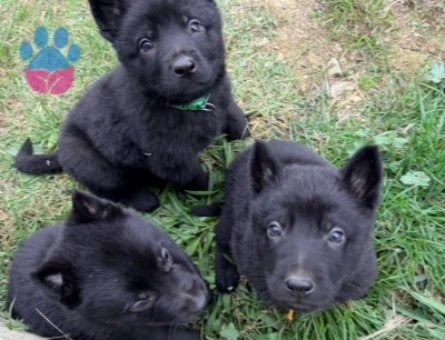 Solid black Alman çoban köpeği - 10184