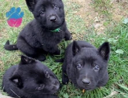 Solid black Alman çoban köpeği - 10184