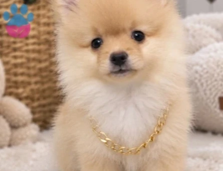 Pomeranian boo - 10233