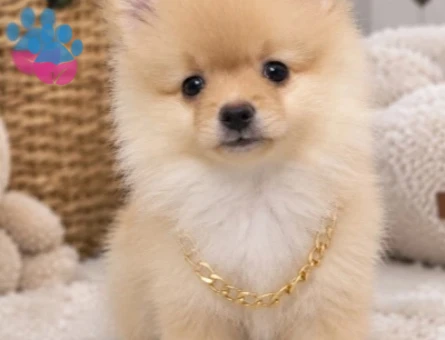 Pomeranian boo - 10233