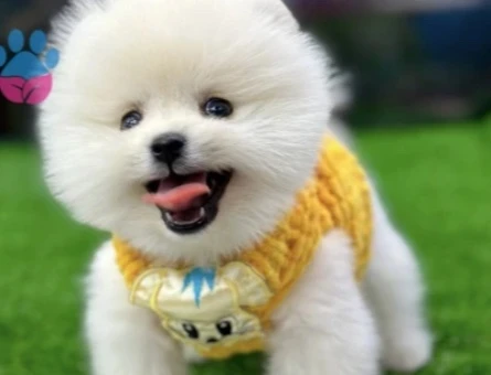 POMERANIAN ÜRETİM ÇİFTLİĞİNDEN - 10234