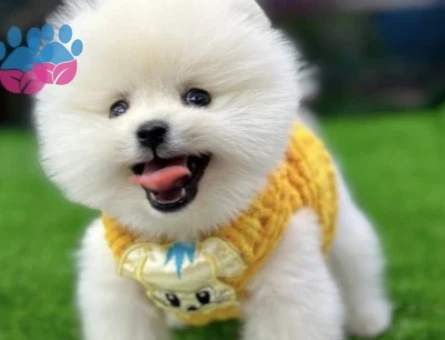 POMERANIAN ÜRETİM ÇİFTLİĞİNDEN - 10234