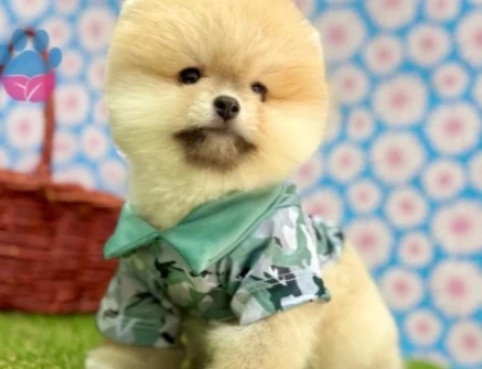 POMERANIAN ÜRETİM ÇİFTLİĞİNDEN - 10236
