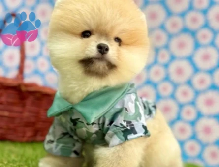 POMERANIAN ÜRETİM ÇİFTLİĞİNDEN - 10236