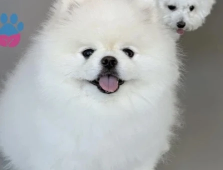 POMERANIAN ÜRETİM ÇİFTLİĞİNDEN - 10237
